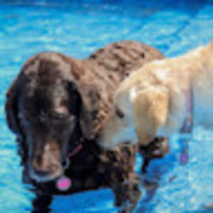 Meet your Posher, Bailey